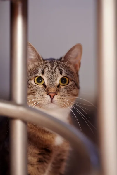 Retrato de un gato —  Fotos de Stock