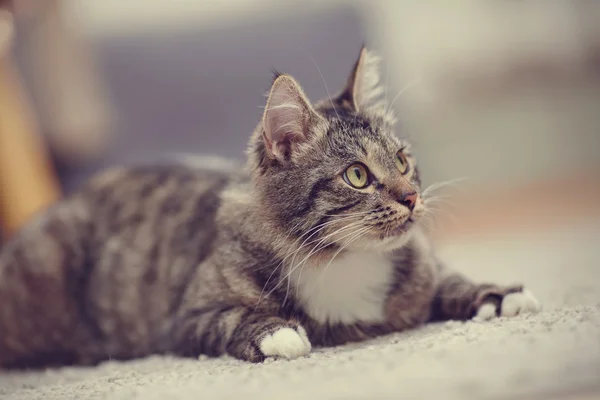 Ritratto del gatto interessato di un colore a strisce — Foto Stock