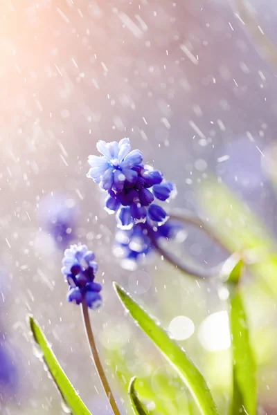 Modré květy Muscari v dešti — Stock fotografie
