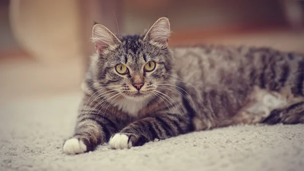 Πορτρέτο του ριγέ γάτα με κίτρινα μάτια — Φωτογραφία Αρχείου