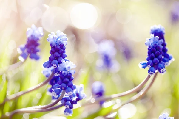 Blue blossoming muskari — Stock Photo, Image