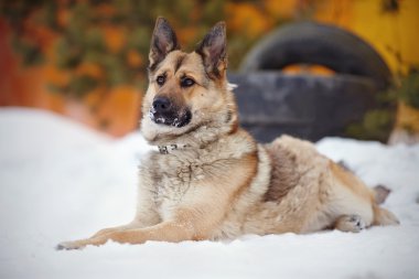 Köpek yatıyor ve korur.