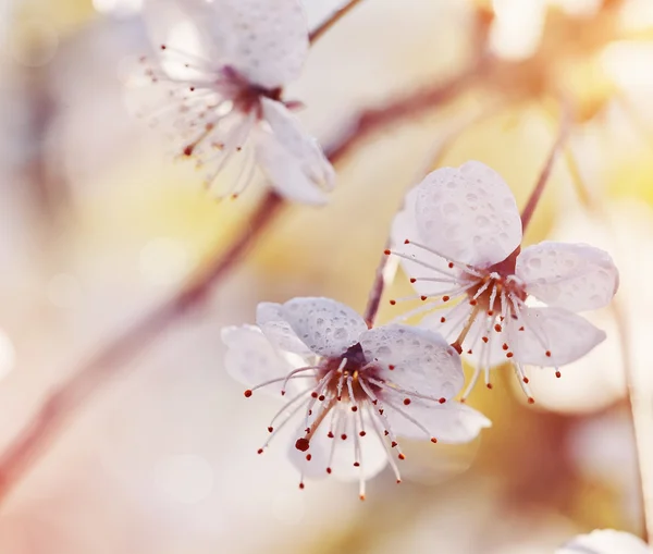 Tres flores de primer plano cereza — Foto de Stock