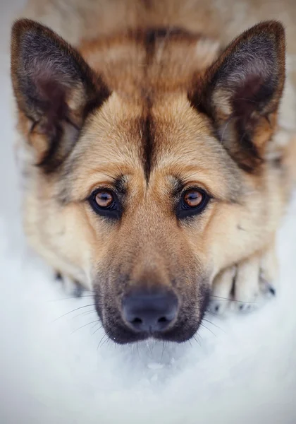 Retrato de un perro — Foto de Stock