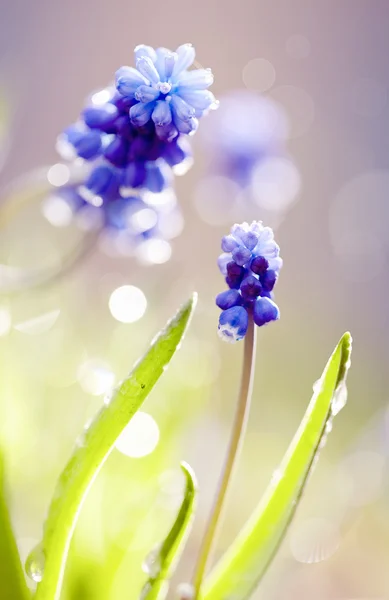Голубые цветы Маскари — стоковое фото