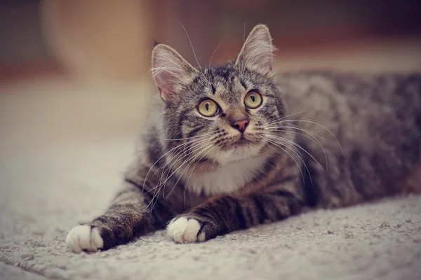 Randig tamkatt med gula ögon — Stockfoto