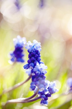 Mavi bahar Muscaris