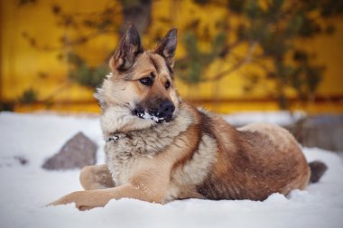 Bir çoban köpeği köpek yatıyor