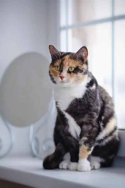 Katze am Fenster in der Nähe eines Spiegels. — Stockfoto