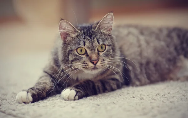 Portrait of an attentive striped cat with yellow eyes — Stock Photo, Image