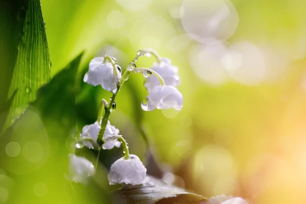 Белые лилии долины в росе . — стоковое фото