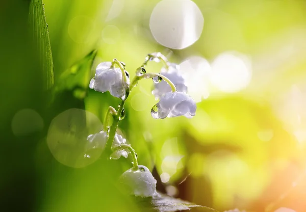 Vit liljekonvaljer, lit med solen. — Stockfoto