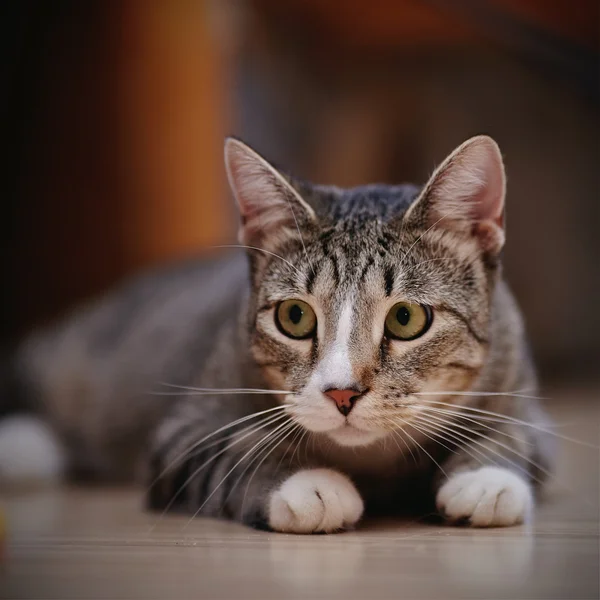 O gato listrado doméstico com patas brancas Fotos De Bancos De Imagens