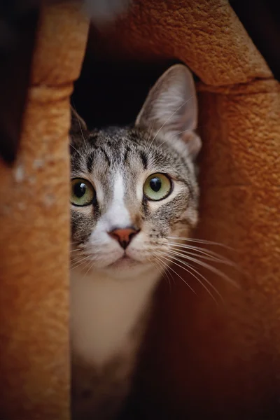 Retrato de um gato listrado — Fotografia de Stock