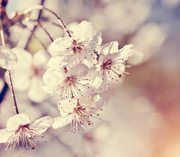 White flowers of cherry. — Stock Photo, Image