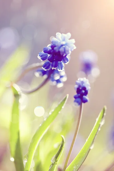 Blå blommor av en muskar — Stockfoto