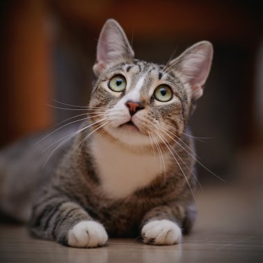 Düşünceli bir çizgili kedi portresi