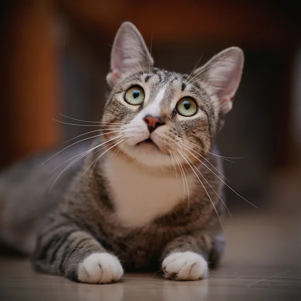Porträtt av en tankeväckande randig katt — Stockfoto