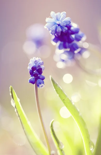 Niebieskie kwiaty Muscari — Zdjęcie stockowe