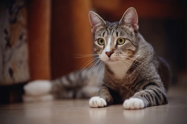 The striped cat with white paws — Stock Photo, Image