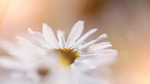 Inflorescence de fleurs de camomille . — Photo