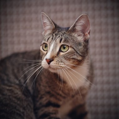 Çizgili bir kedinin portresi