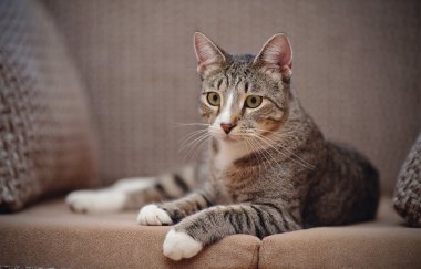 Bir kanepe üzerinde çizgili kedi.