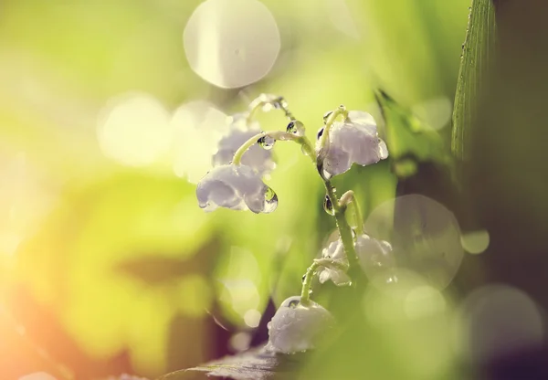 Fleurs blanches - lis de la vallée, éclairés par le soleil . — Photo