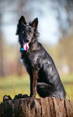 Siyah değil safkan köpek oturur