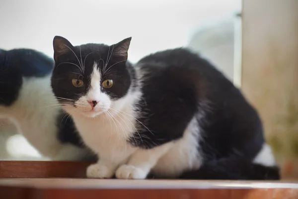 Gato de color blanco y negro junto a un espejo. — Foto de Stock