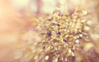 Arka plan ile bokeh dalları ile 