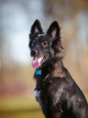 Portre siyah değil safkan köpekler