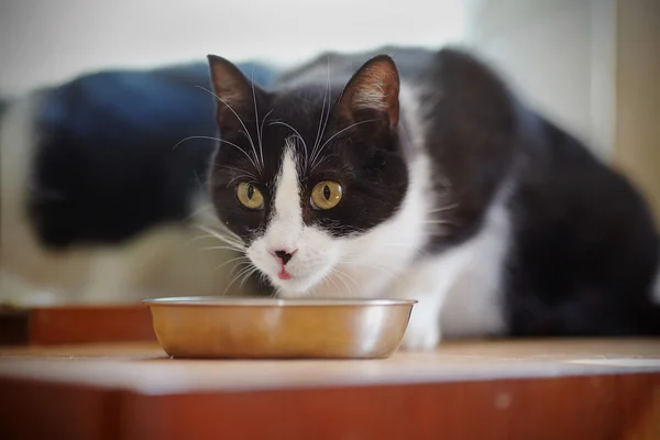 Gato de color blanco y negro se come un tazón de fuente — Foto de Stock