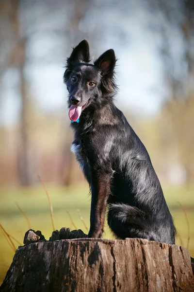 Zwarte hond zit — Stockfoto