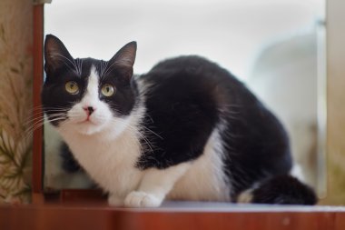 Kedi bir siyah-beyaz renk 