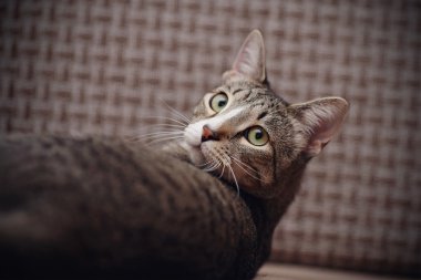 Geri döndü-çizgili kedi portresi