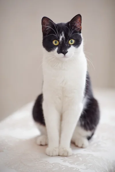 Cat of a black-and-white color — Stock Photo, Image