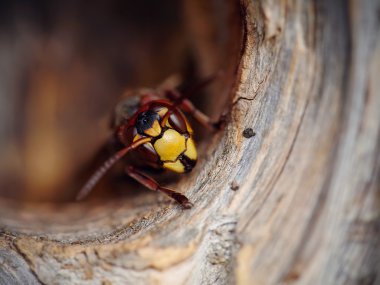 Büyük bir yaban arısı - bir hornet portresi
