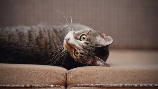 ソファーに横になっている縞模様の猫の肖像画. — ストック写真