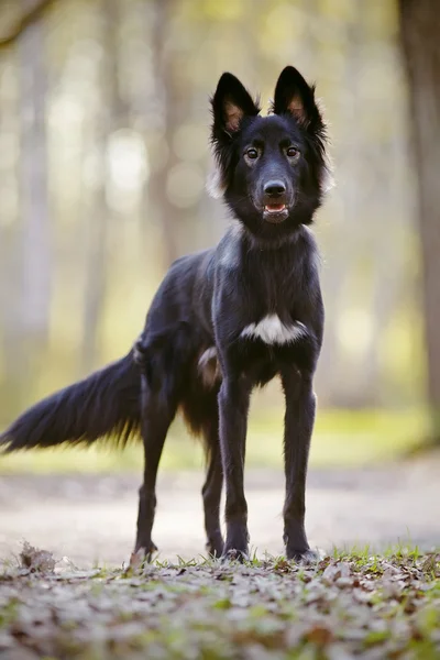 Negro perro en paseo — Foto de Stock