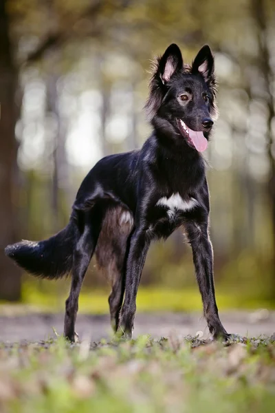 Negro brillante hermoso perro en paseo —  Fotos de Stock