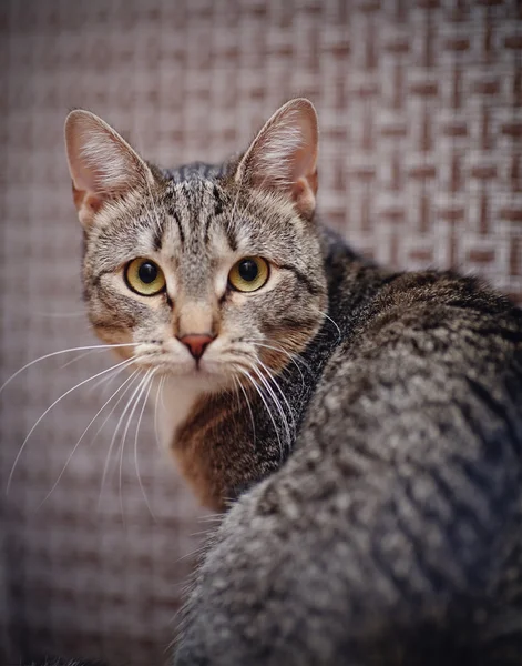 Portrait of a cat half-turned. — kuvapankkivalokuva