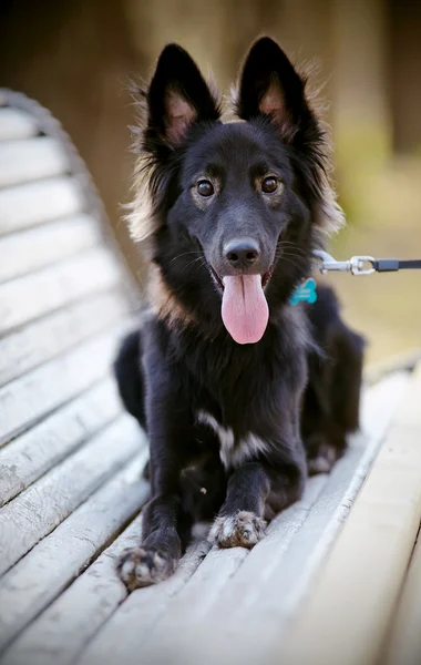 Cane domestico nero si trova su una panchina. — Foto Stock