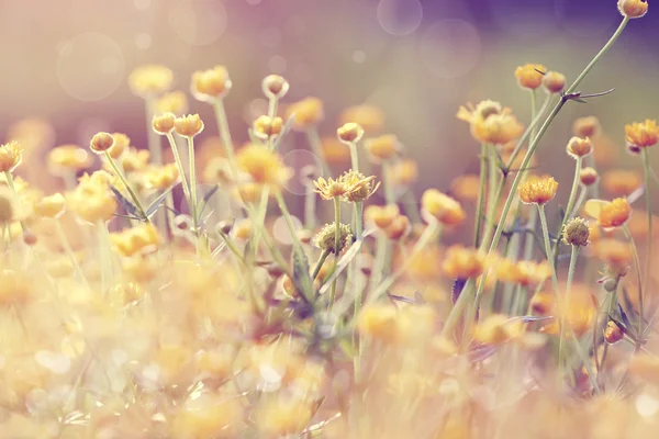 Fond abstrait avec buttercups jaunes . — Photo