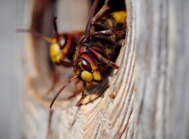 İki büyük arı - hornets