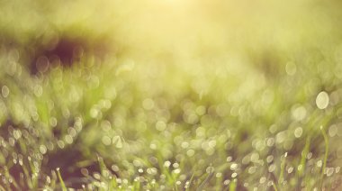 Soyut bulanık çim arka plan