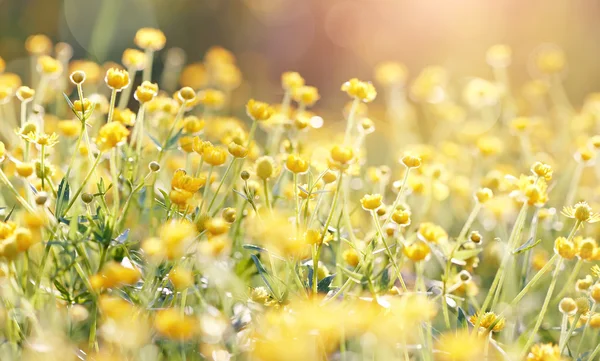 Bakgrund med gula blommor av en smörblomma — Stockfoto