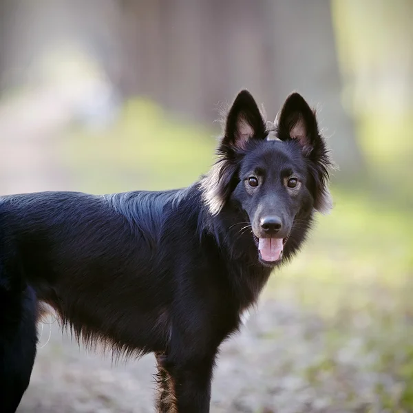 黒い犬の肖像画 — ストック写真