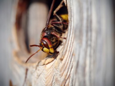 Büyük wasp - hornet