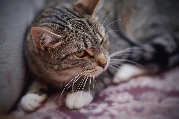 Retrato de un gato a rayas enojado . —  Fotos de Stock